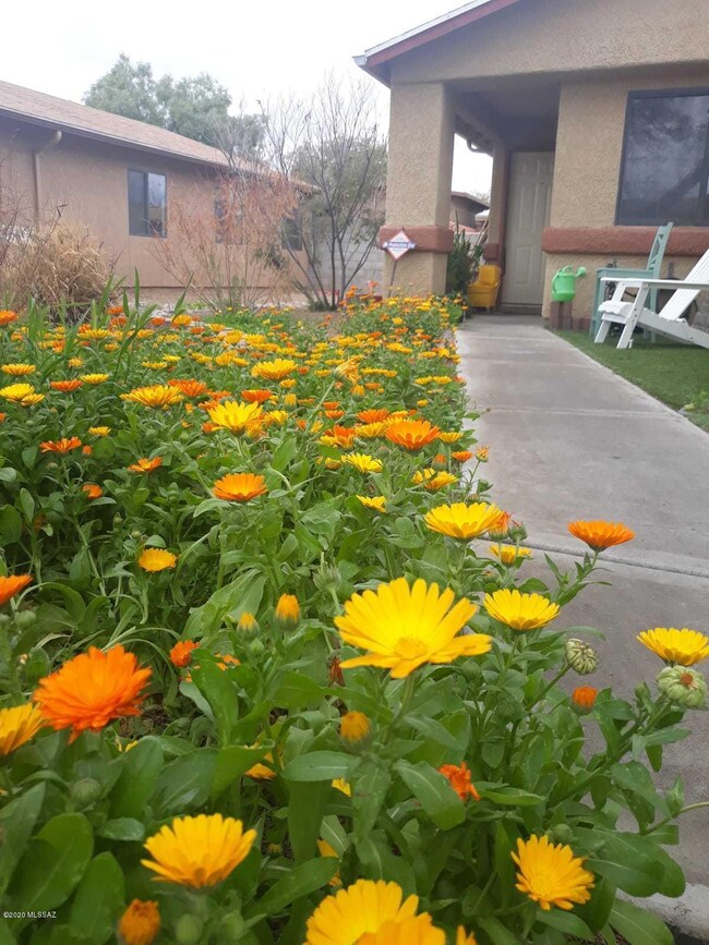 Seasonal front Garden
