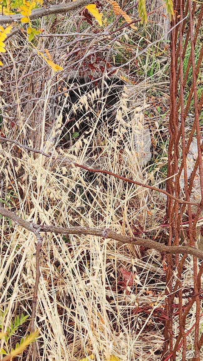 1094 Westridge Dr, Napa, CA 94558 - photo 4