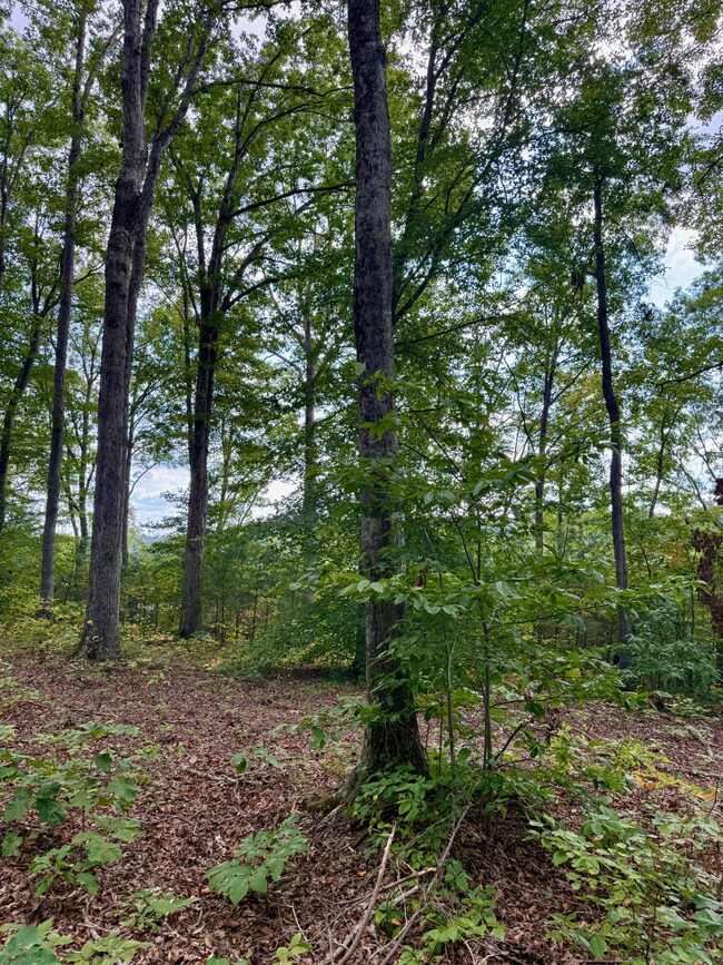 80 Paradise Aly, Russell Springs, KY 42642 - photo 5