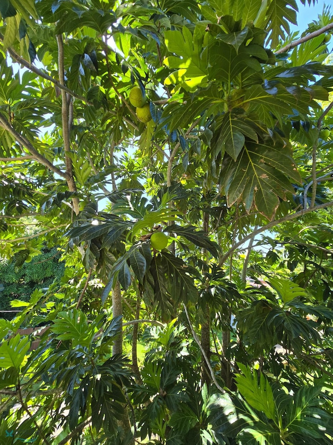 km2.0 Calle El Gallego unit carr.412, Rincon, PR 00677 - photo 3