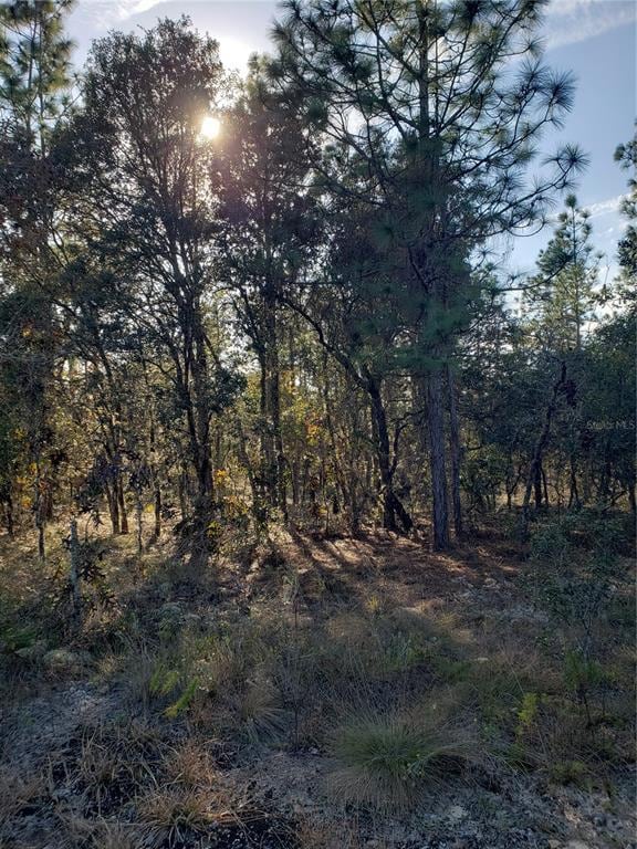 Lot 12 SW Persimmon Ln, Dunnellon, FL 34431 - photo 5