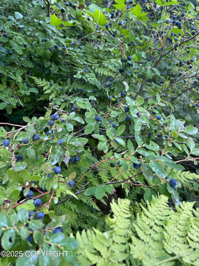 L2 & 2A Rocky St, Seldovia, AK 99663 - photo 3