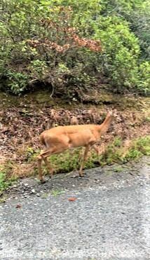 0 Old Crows Dr unit 238 3785446, Lake Lure, NC 28746 - photo 2