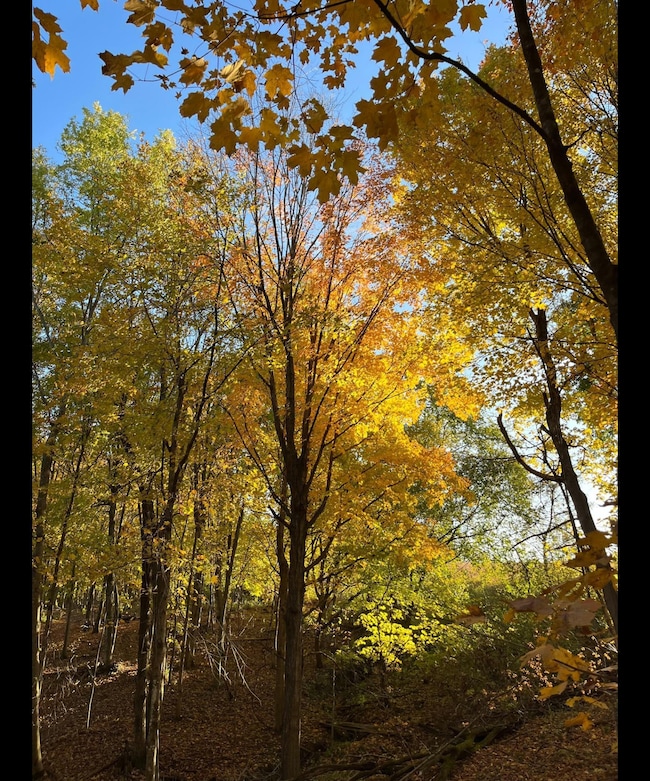 TBD Tbd, Mazeppa Township, MN 55956 - photo 2