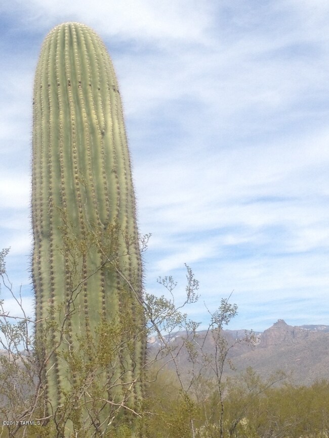 Thimble Peak has nothing on this saguaro