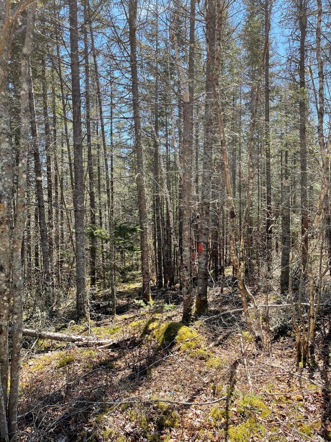 M6 L16 Us Route 1, Whiting, ME 04691 - photo 5