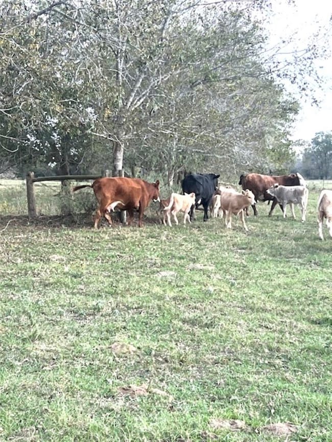 28 Acres Shaws Bend Rd, Columbus, TX 78934 - photo 7