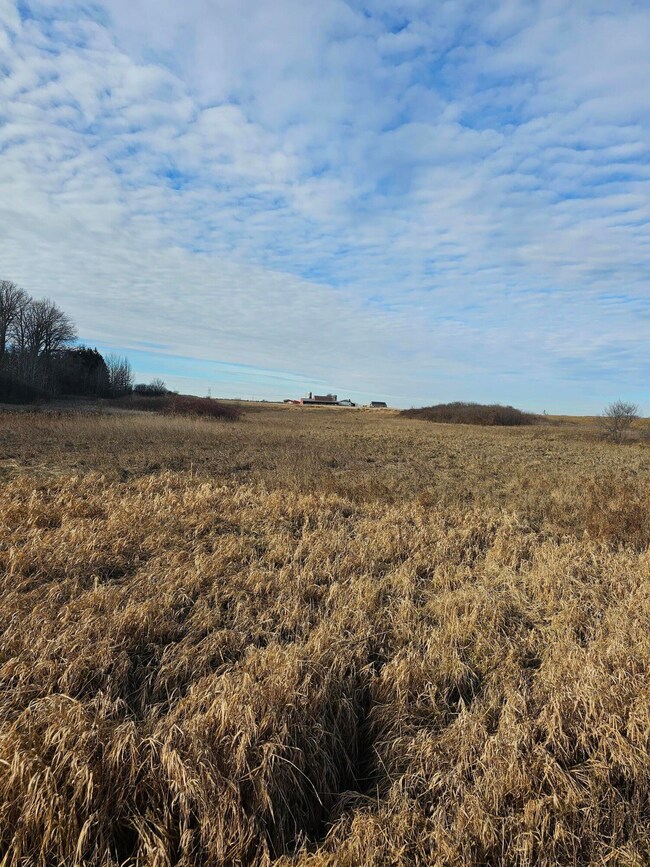 meadow 1
