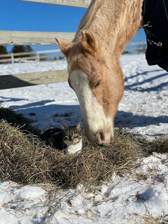 497 Route 32, North Chatham, NY 12132 - photo 3