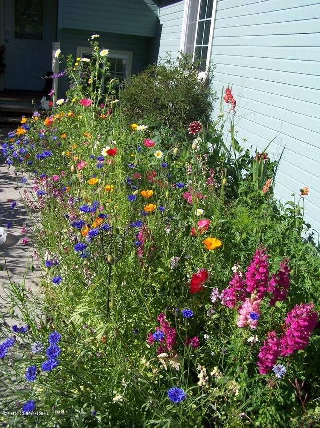 Summer flowers