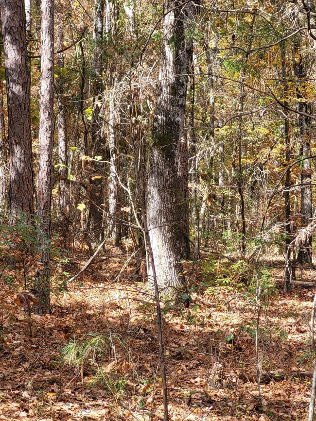0 Bullocks Ferry Rd unit 21222623, Alpine, AL 35014 - photo 5