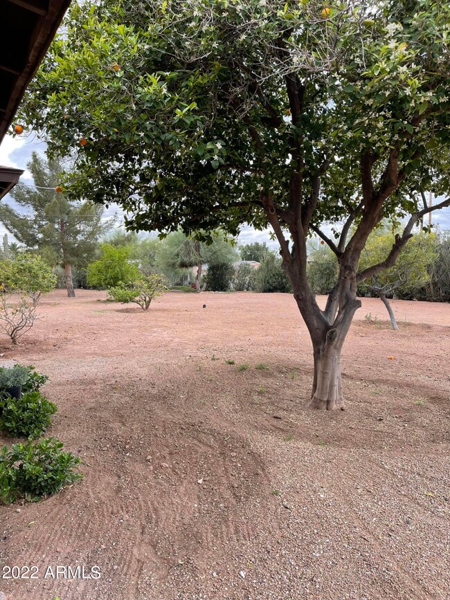 Fruit Trees in Front of House