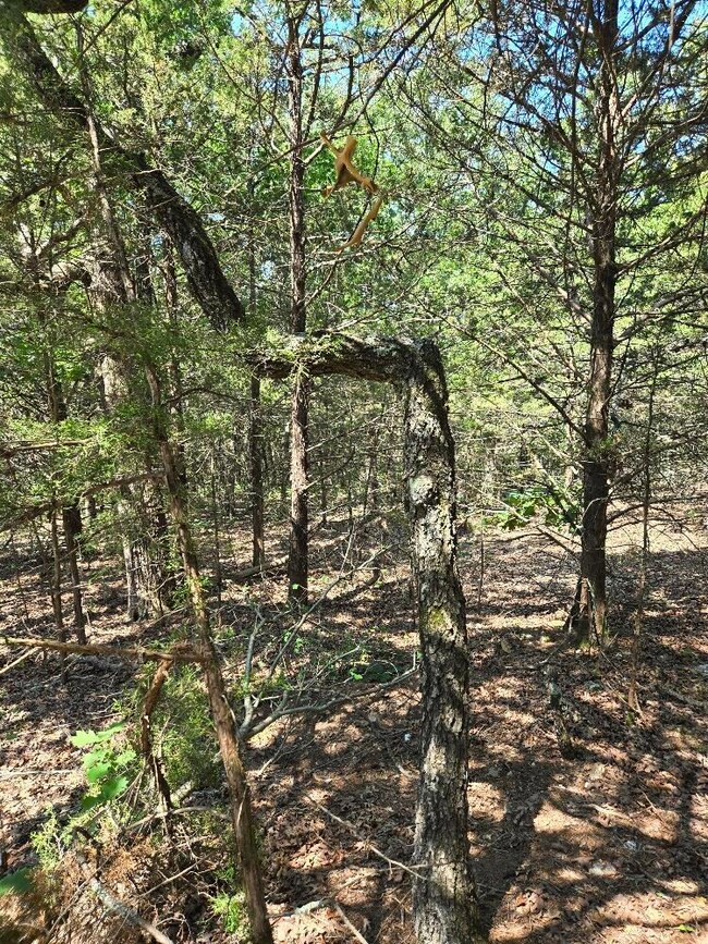 Fascinating bent oak tree