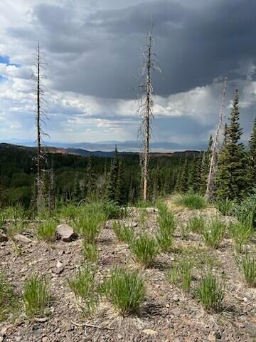 IMG_8520(1)