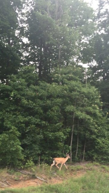 1380 Overlook Cir, Cookeville, TN 38506 - photo 6