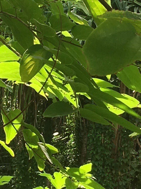 Lots of foliage