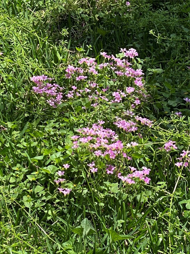 17810 Willow Run St, Hockley, TX 77447 - photo 4