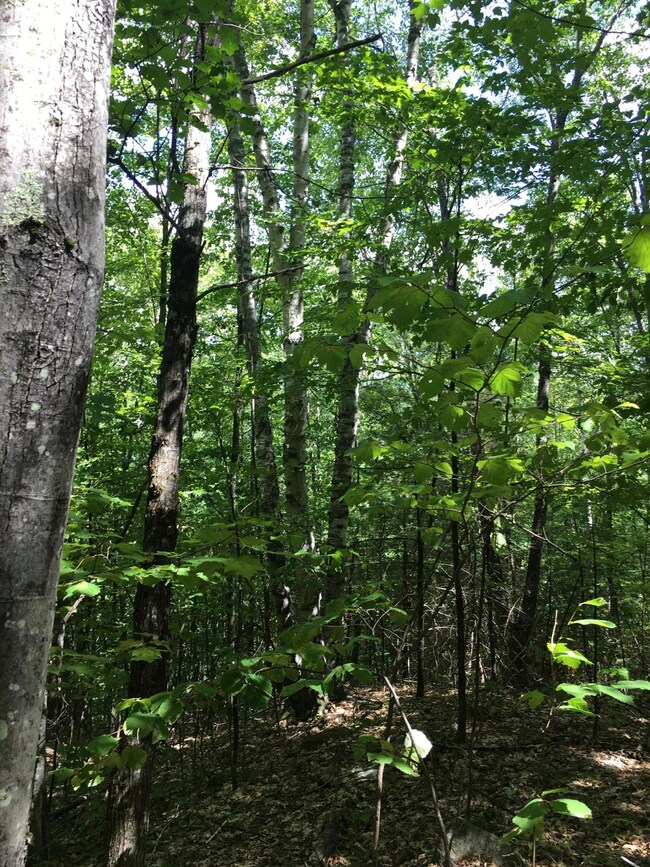 hardwood forest