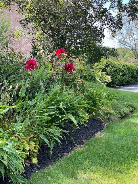 Side yard