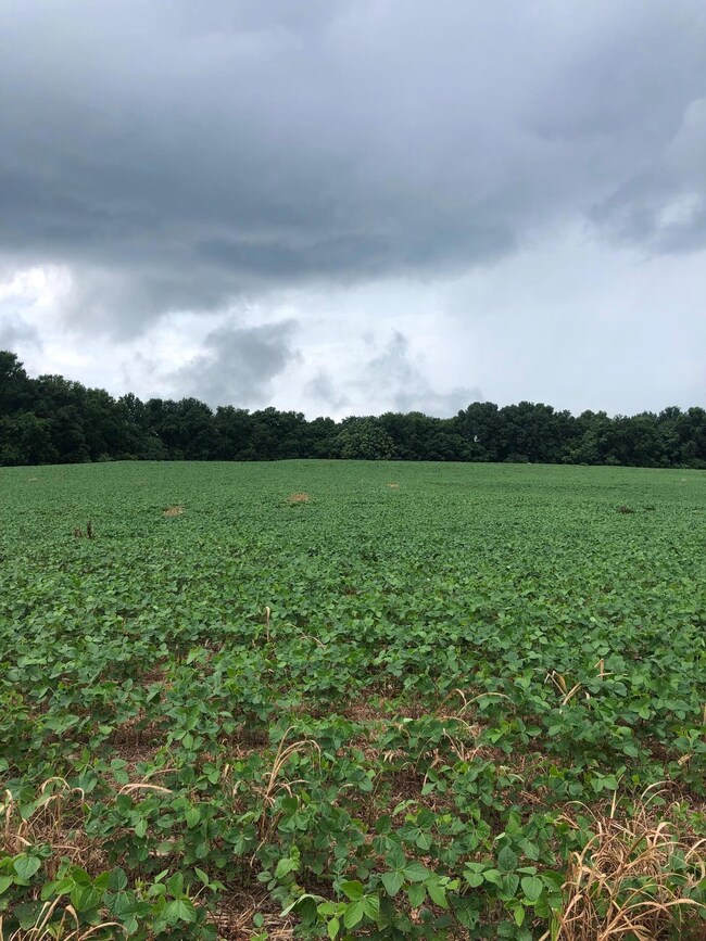 Being used as crop land now. Crops stay with farmer.
