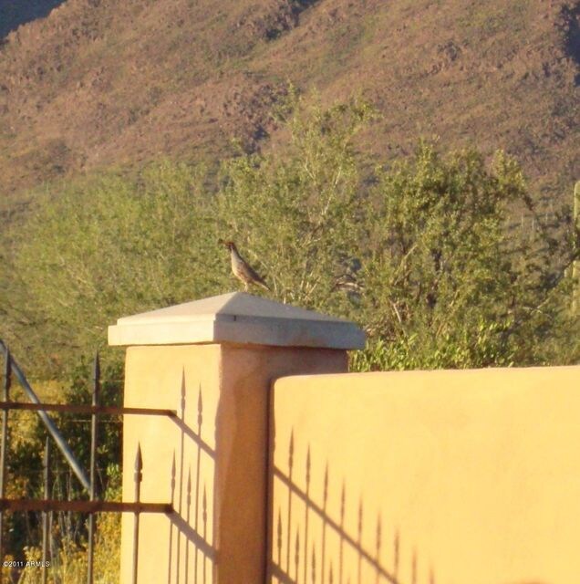 Wildlife right in your backyard