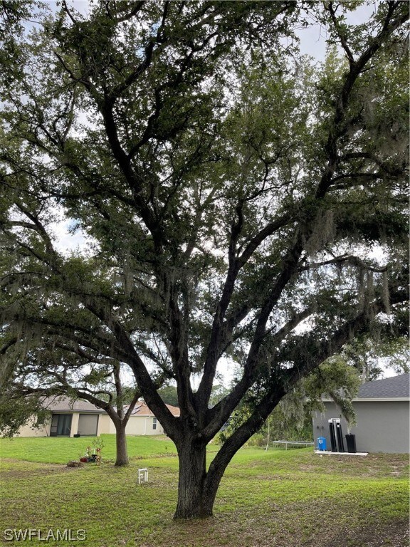 Live oak trees to enjoy in your back yaed