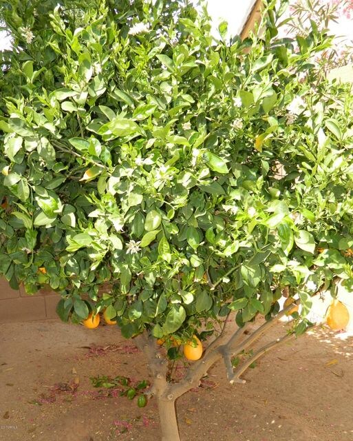 Lemon 'Treet'