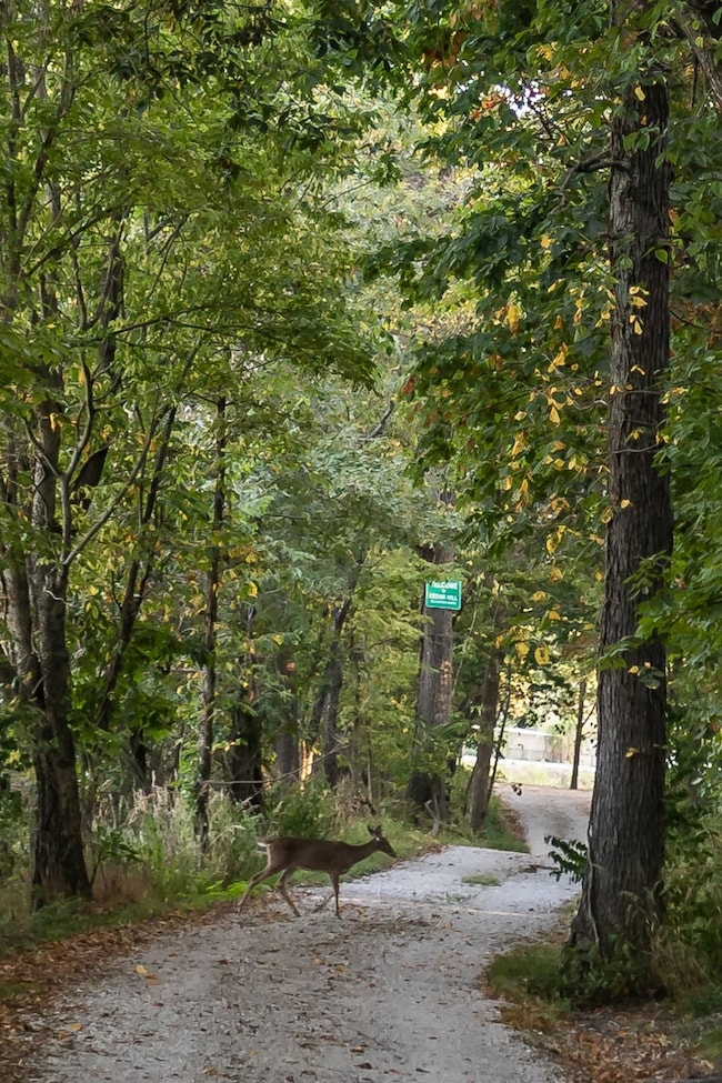 6548 Jimtown Rd, Oakdale, IL 62268 - photo 4