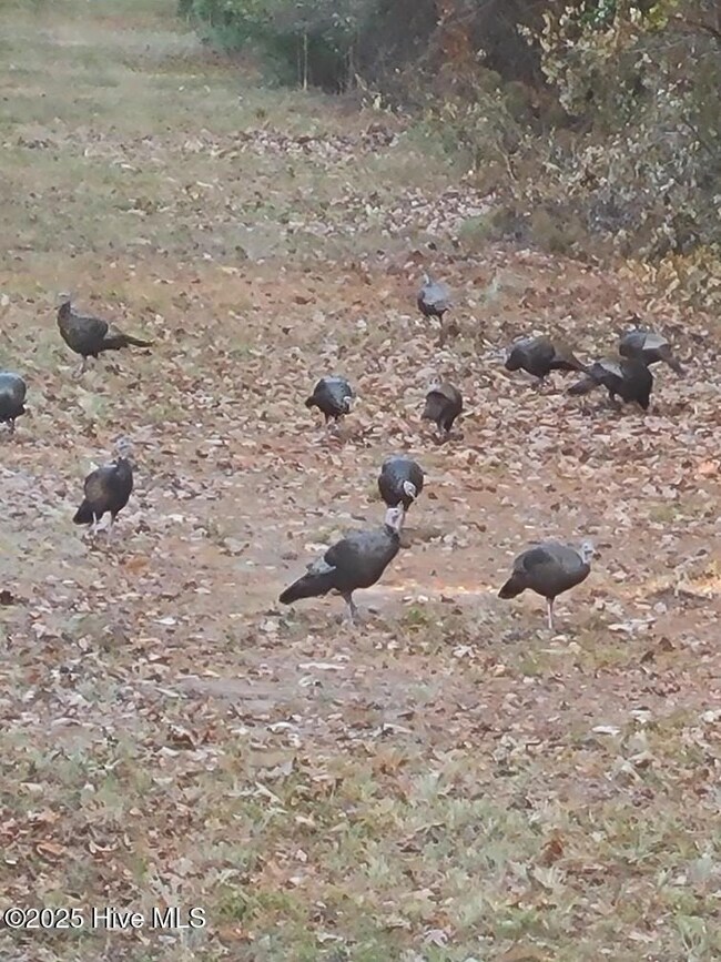 0 Yeopim unit 100484918, Edenton, NC 27932 - photo 4