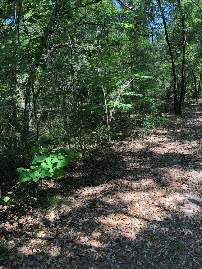 L Sugar Hill Rd, Steinhatchee, FL 32359 - photo 2