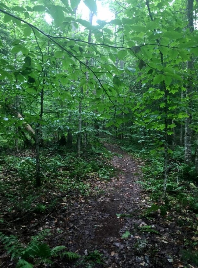 10 Acres - Tahquamenon Woods