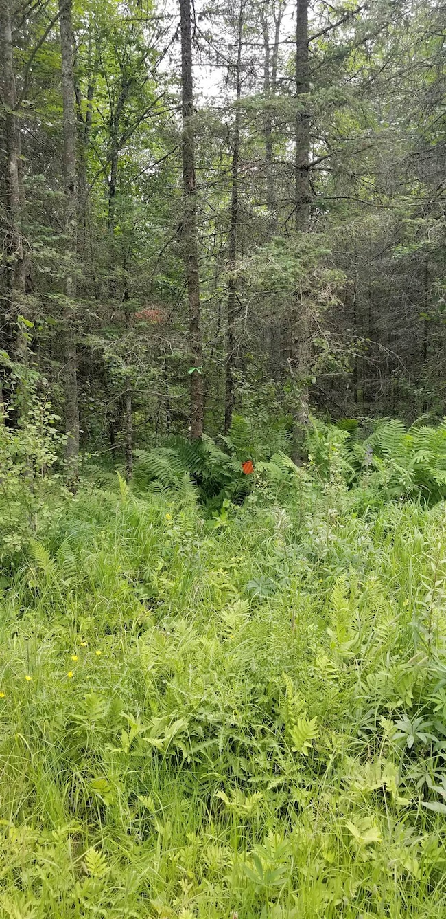 View of tree filled area