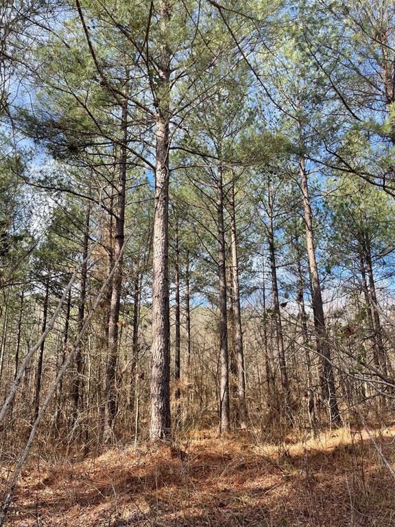 View of local wilderness