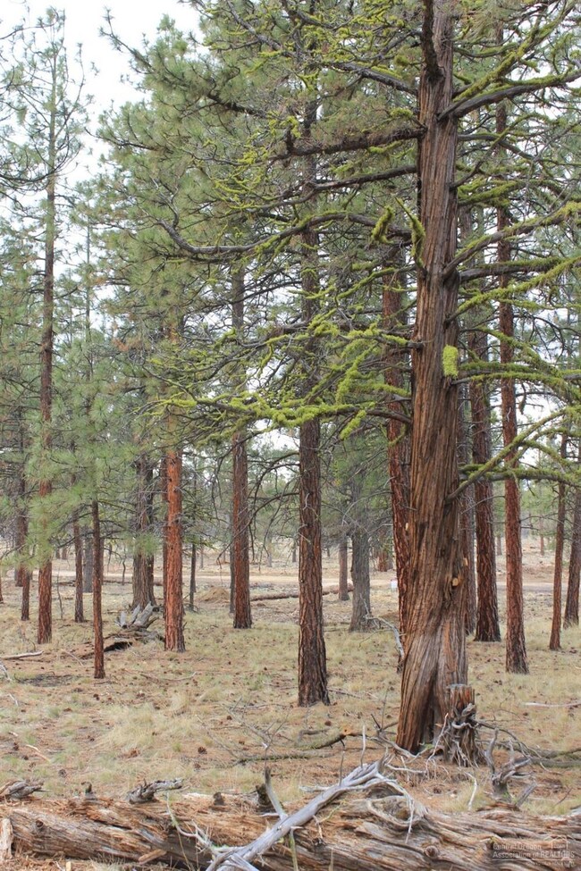 70274 Pinto, Sisters, OR 97759 - photo 3