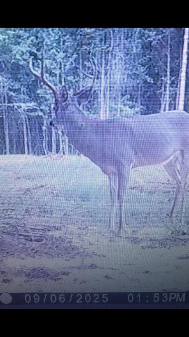 0 Reese Rd unit 25651133, Rutledge, GA 30663 - photo 5