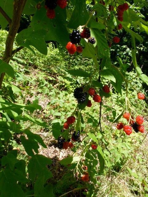 Yep. Blackberries! Bring your chiggers bug spray!