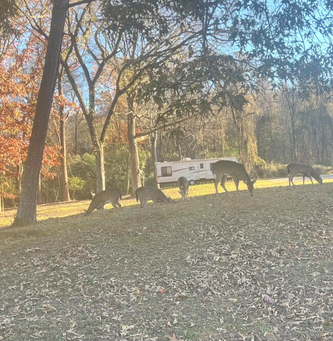 0 Boxwood Ln, Jefferson City, TN 37760 - photo 5