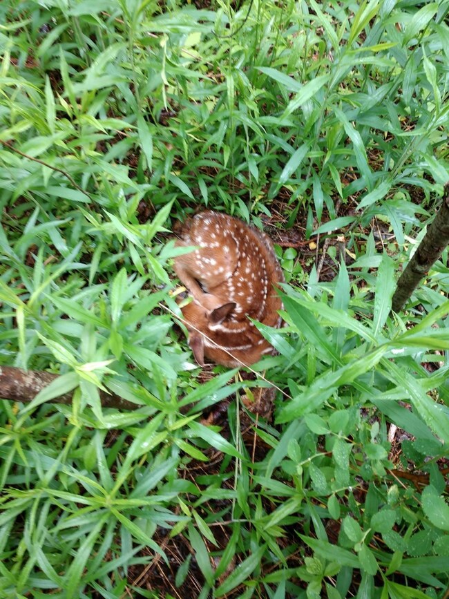 157 Lot #2 Route 157 Route, Mattawamkeag, ME 04459 - photo 4