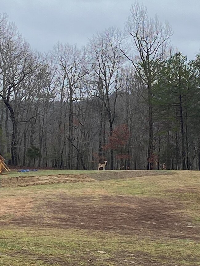 1036 Jesse Sears Rd, Somerset, KY 42501 - photo 5