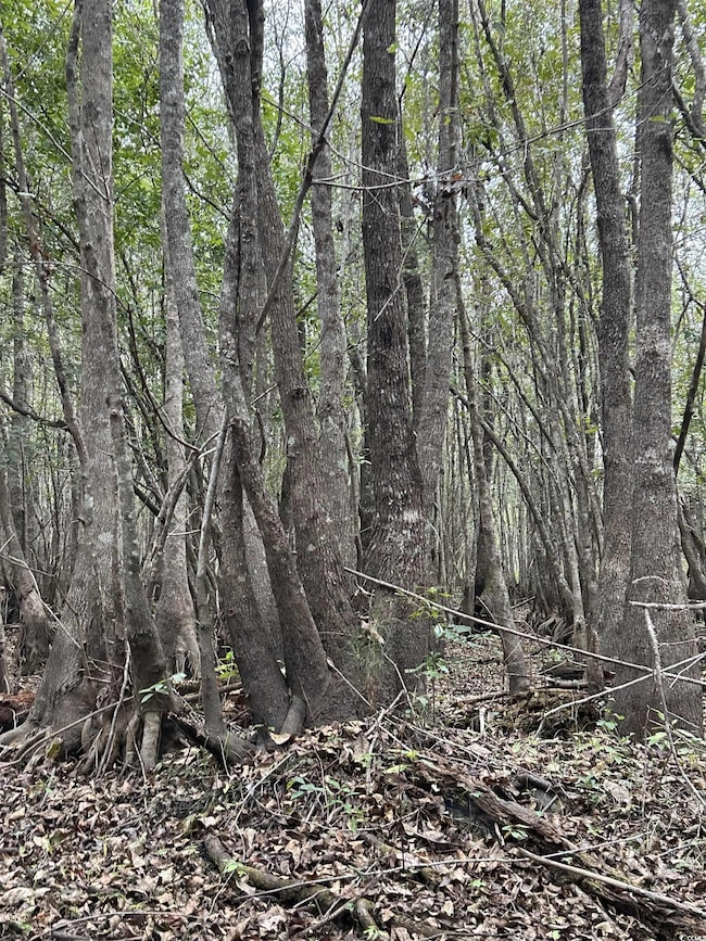 0 Fc Cox Rd, Hemingway, SC 29554 - photo 7