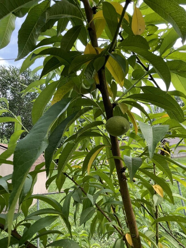 Peaches