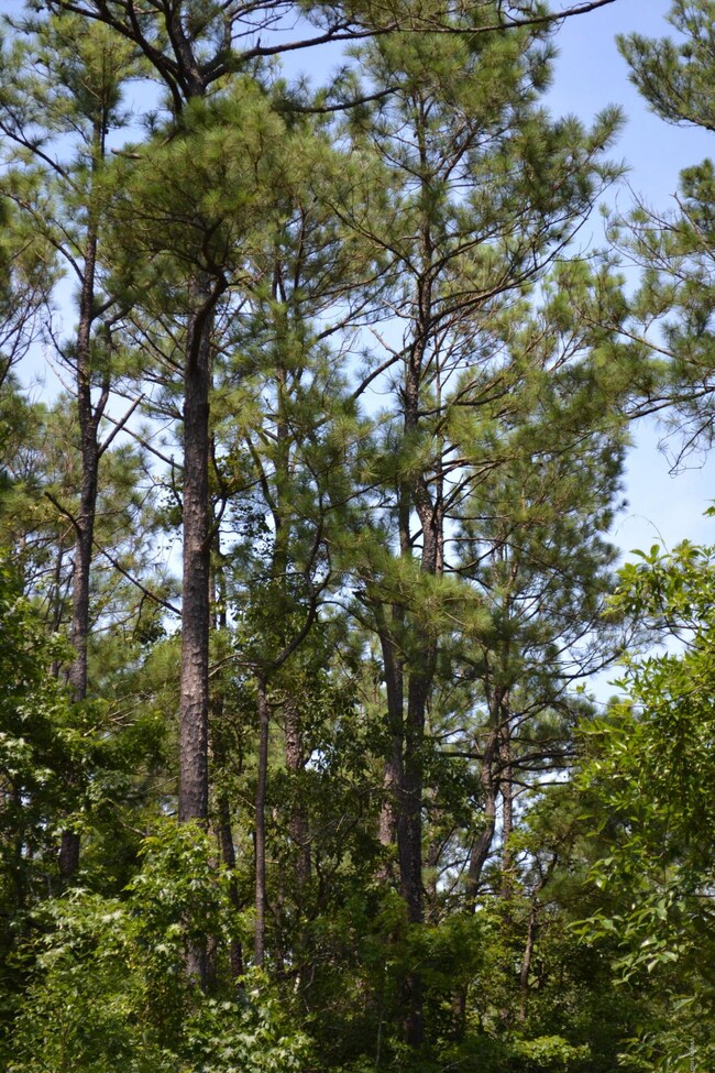 0 Holly Ridge unit 100175503, Holly Ridge, NC 28445 - photo 2