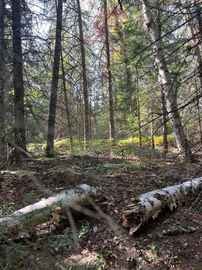 000 S Hendrie River Rd, Hulbert Township, MI 49748 - photo 3