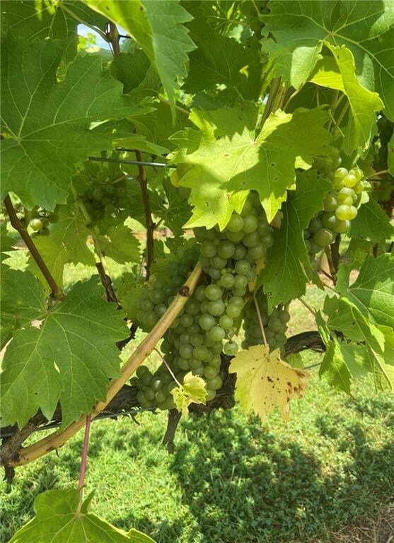 0 Oak Park Dr, Talking Rock, GA 30175 - photo 5