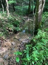 View of local wilderness