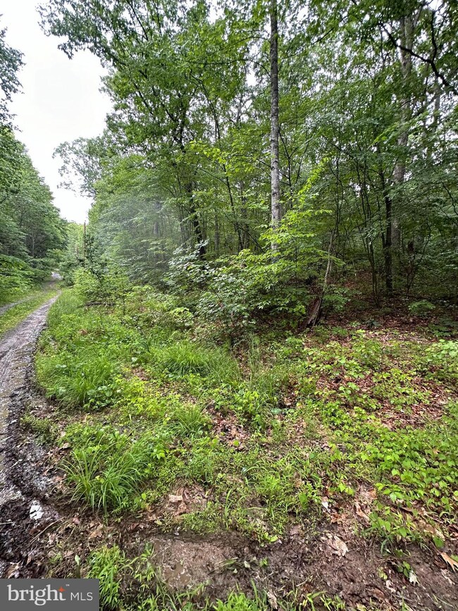 TBD Forest Dr, District 1, VA 22844 - photo 5