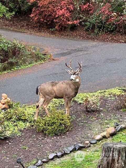 321 SE Fairview St, Chehalis, WA 98532 - photo 6