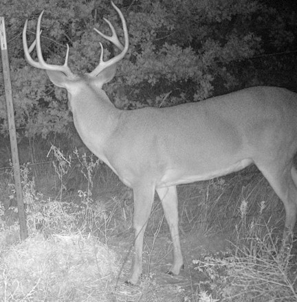 Nice Buck caught on game camera.