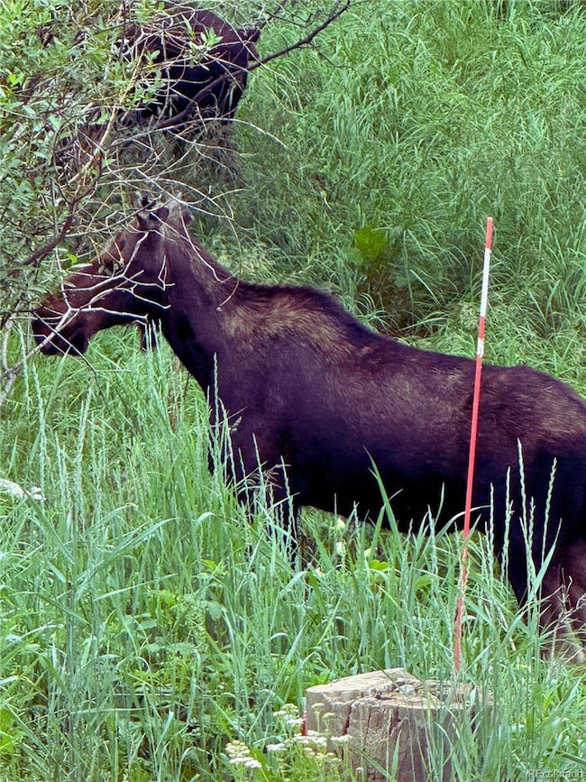 10438 Sunlight Ln, Conifer, CO 80433 - photo 3