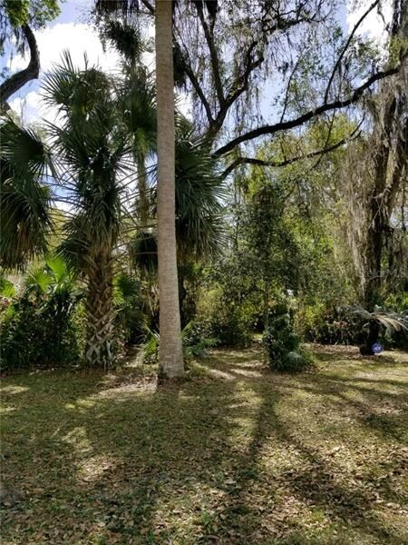 Old Florida with palms and oaks